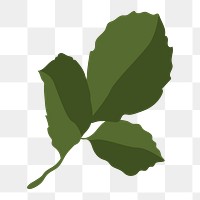 Realistic leaf png sticker, green botanical illustration on transparent background