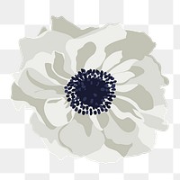 Anemone flower png sticker, white botanical illustration on transparent background