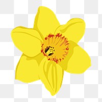 Realistic daffodil png flower sticker, botanical illustration on transparent background