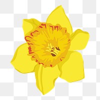 Realistic daffodil png flower sticker, botanical illustration on transparent background