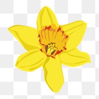 Realistic daffodil png flower sticker, botanical illustration on transparent background