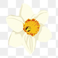 Aesthetic flower png sticker, white daffodil on transparent background