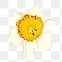 Aesthetic flower png sticker, white daffodil on transparent background