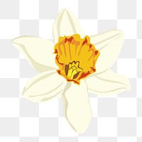 Aesthetic flower png sticker, white daffodil on transparent background