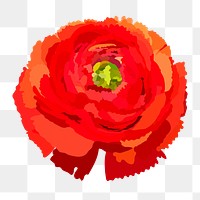 Red ranunculus png sticker, spring flower illustration on transparent background