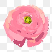 Pink ranunculus png sticker, spring flower illustration on transparent background