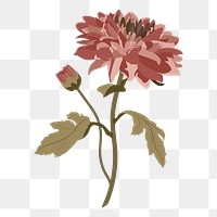 Chrysanthemum flower png sticker, pink earth tone illustration