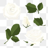 White rose png sticker, spring flower illustration set