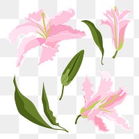Pink lily flower png sticker, aesthetic illustration set on transparent background