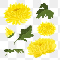 Chrysanthemum flower png sticker, yellow aesthetic illustration set on transparent background