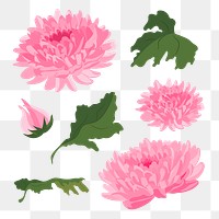 Chrysanthemum flower png sticker, pink aesthetic illustration set on transparent background