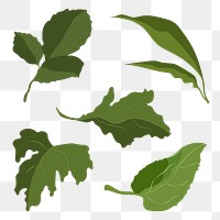 Aesthetic leaf png sticker, green botanical illustration set