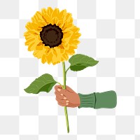 Hand holding sunflower png clipart, realistic illustration on transparent background