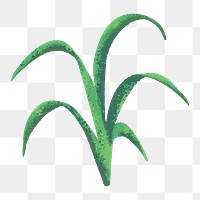 Nature png sticker, minimal grass design, transparent background