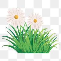 Daisy flower png clipart, semi real digital paint design, transparent background