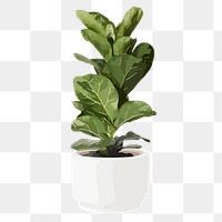 Fiddle leaf fig png sticker, plant illustration, transparent background