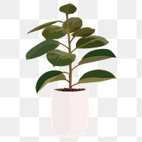 Rubber plant png sticker illustration, transparent background