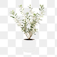 Olive tree png sticker, plant illustration, transparent background