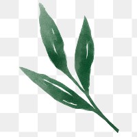 Green leaf png sticker, watercolor design, transparent background