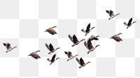 Flying geese png cut out, bird, animal graphic on transparent background