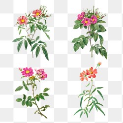 Rosa Longifolia Images | Free Vectors, PNGs, Mockups & Backgrounds ...