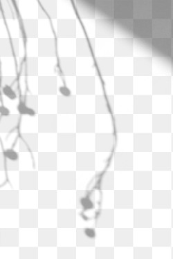 Plant Shadow PNG Images | Free PNG Vector Graphics, Effects