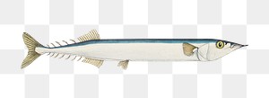 Antique drawing Atlantic saury png marine life illustrated drawing