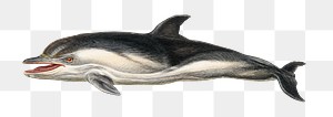Vintage short beaked common dolphin png, remix from artworks by Charles Dessalines D&#39;orbigny