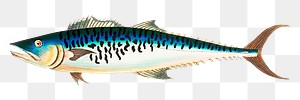 Png sticker mottled mackerel fish illustration 