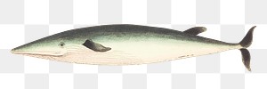 Png sticker fish small beaked whale fish illustration 
