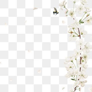 White Flower PNG Images | Free PNG Vector Graphics, Effects