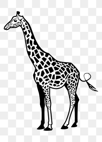 giraffe black and white wallpaper