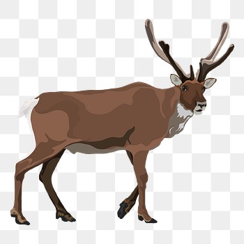 caribou animal clipart cartoon