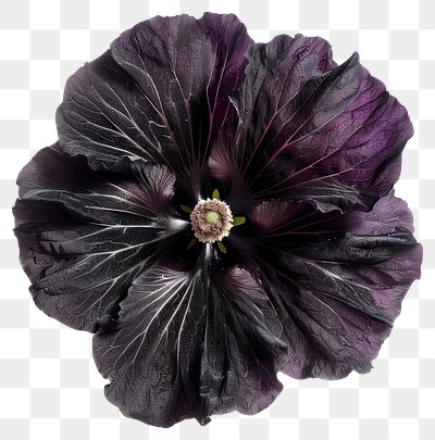 PNG Elegant dark purple flower