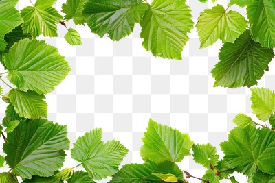 PNG Fresh green leaves frame