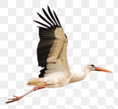 PNG Elegant stork flying in sky