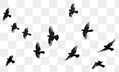 Flying birds transparent PNG