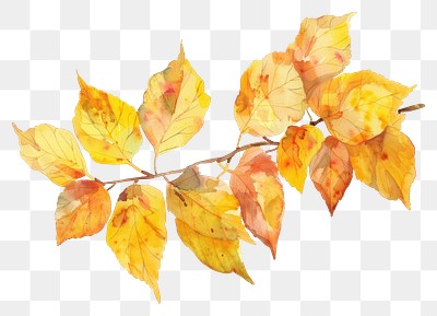 PNG Autumn watercolor leaves branch illustration