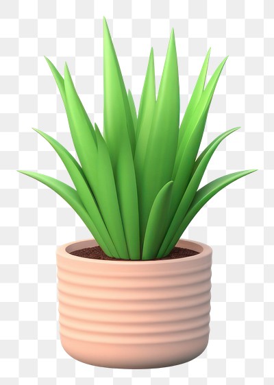 Modern potted succulent plant