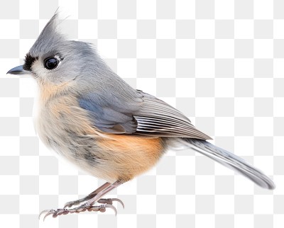 PNG Colorful bird on white background