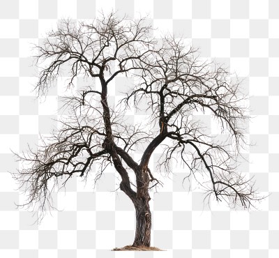 PNG  Leafless tree isolated on white