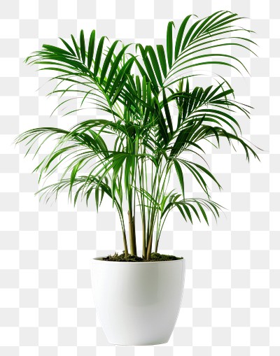 PNG Elegant indoor potted palm | Premium PNG - rawpixel