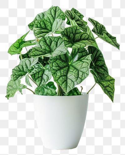 PNG  Vibrant potted green houseplant decor