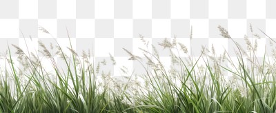 PNG  Lush green grass field background