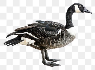 PNG  Elegant Canada goose isolated.