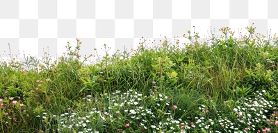 PNG  Lush wildflower meadow scene