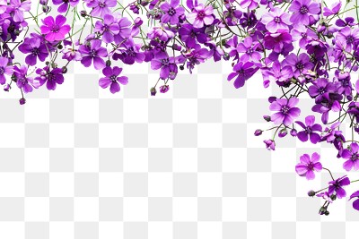 PNG Purple flowers on white background