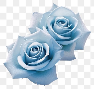 PNG  Elegant blue roses on white