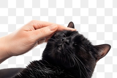 PNG Black cat enjoys gentle petting.