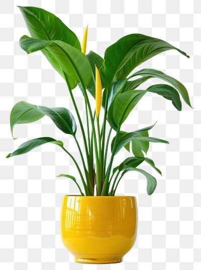 PNG Vibrant potted indoor houseplant